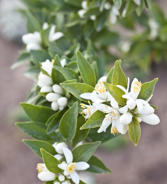 Jo Malone Orange Blossom